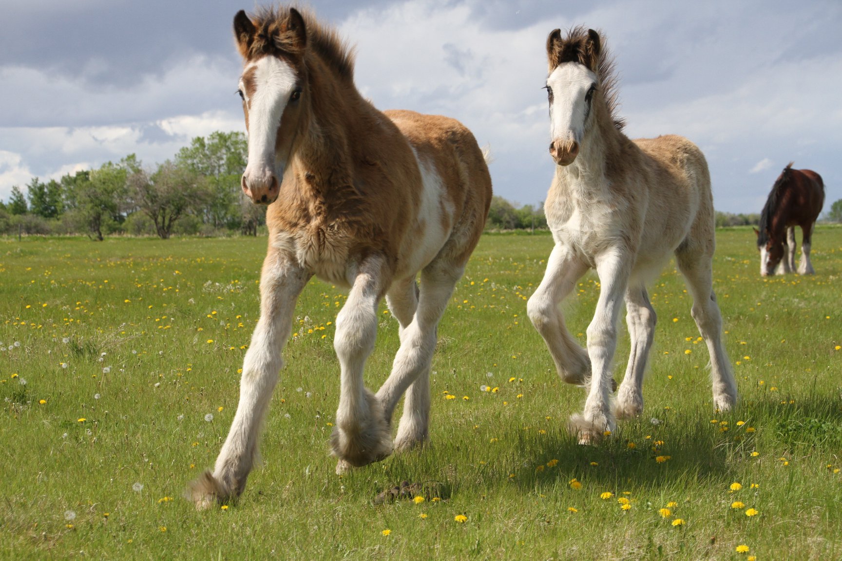 Willow Way Clydesdales Pradas & Oriels